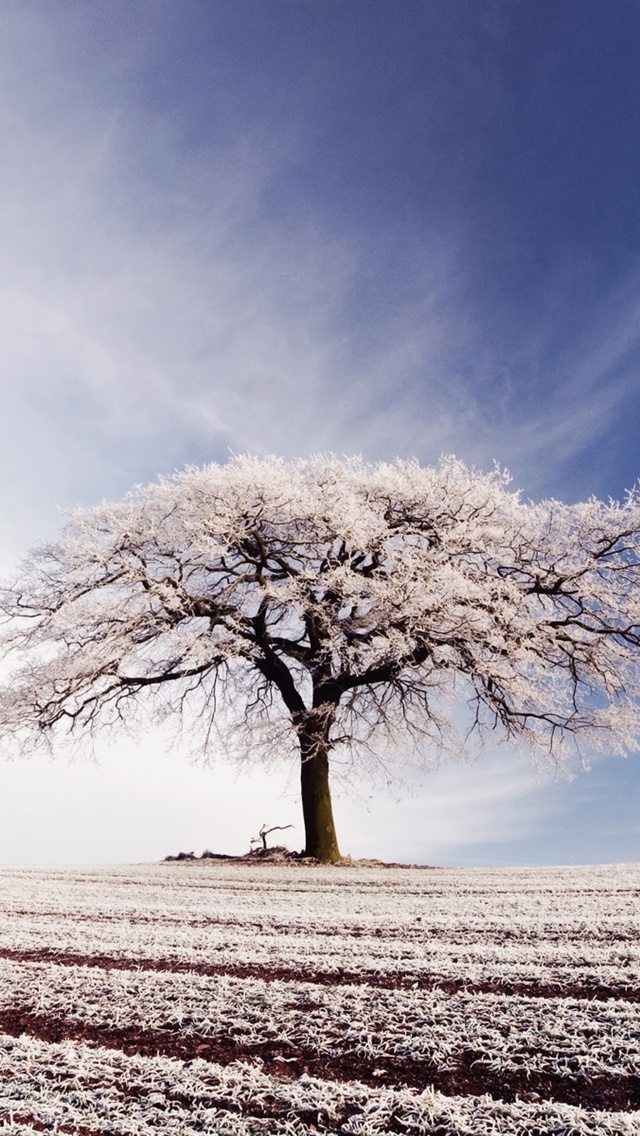 Lonely Tree Winter Frost iPhone Wallpaper 5s