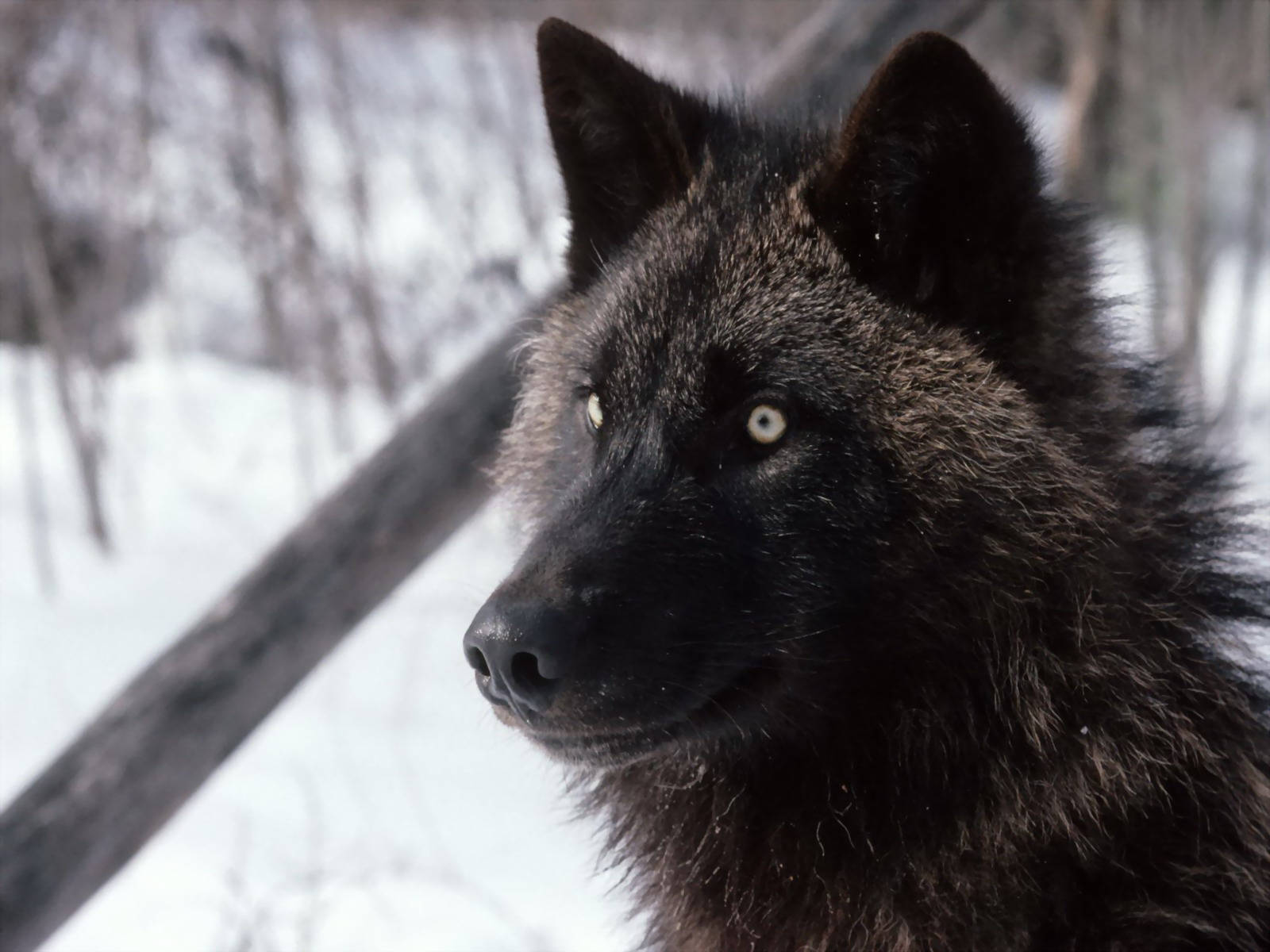Close Up Of Cool Black Wolf In Woods L93dupwpa8j54glc Wallpaper