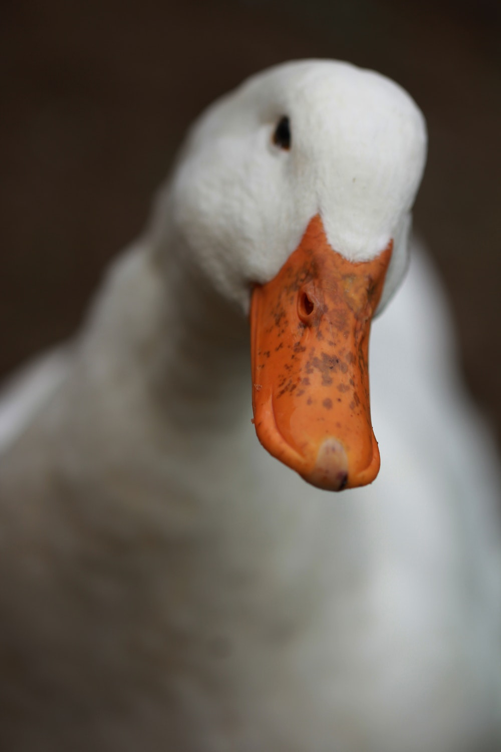 Best Duck Pictures Image Stock Photos On