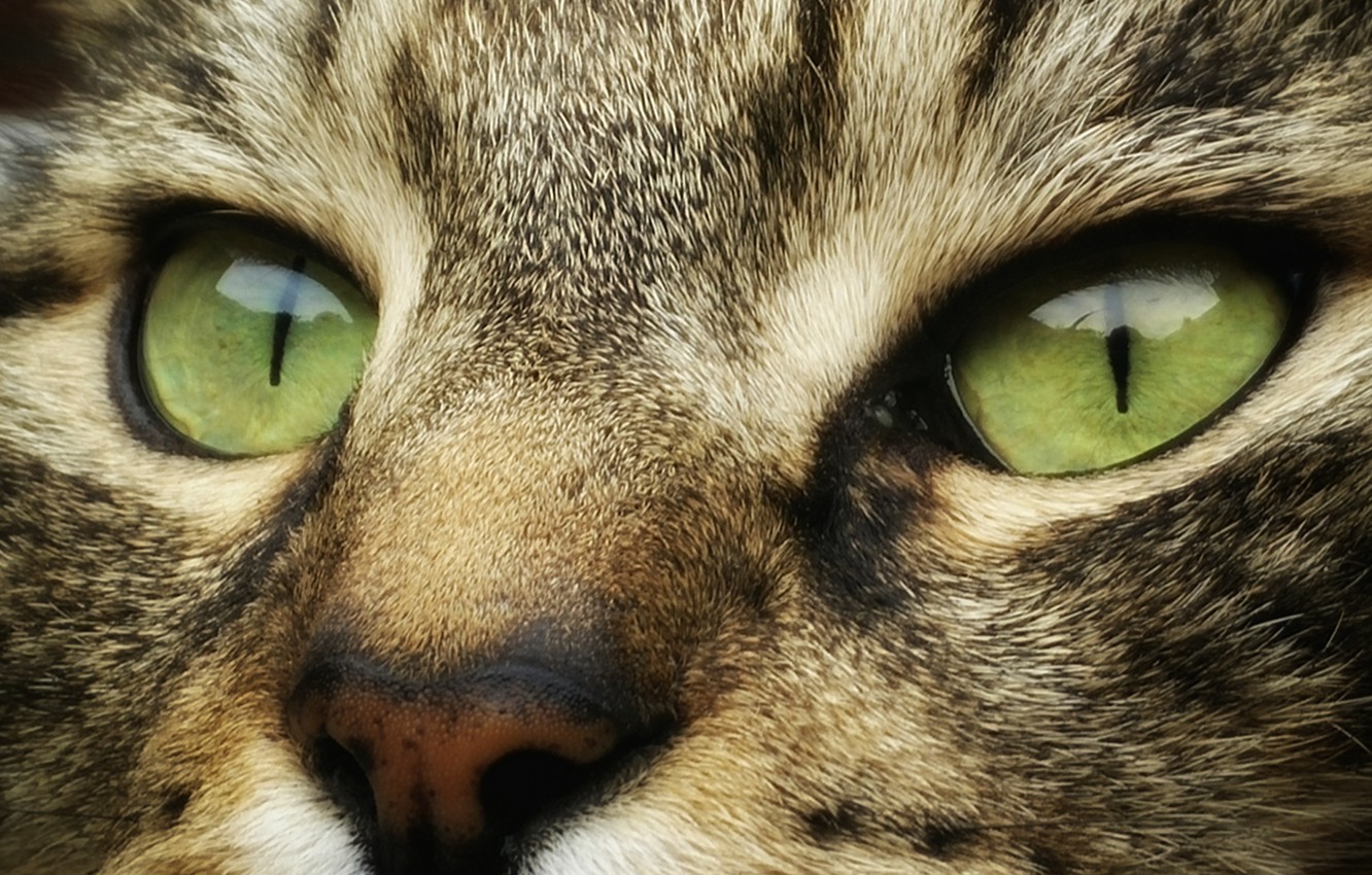 Wallpaper Green Eyes Animals Cat Face Cats