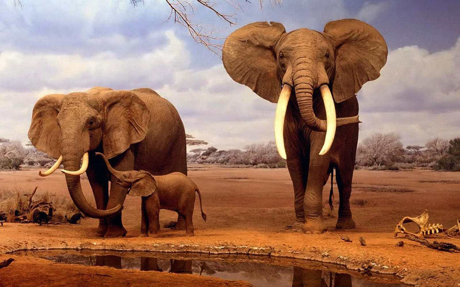 Wallpaper African Elephant