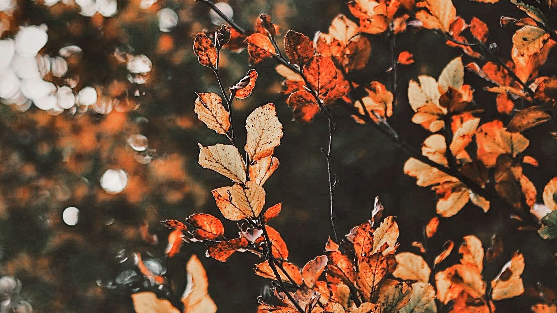 Autumn Live Wallpaper Free Android Live Wallpaper download  Appraw