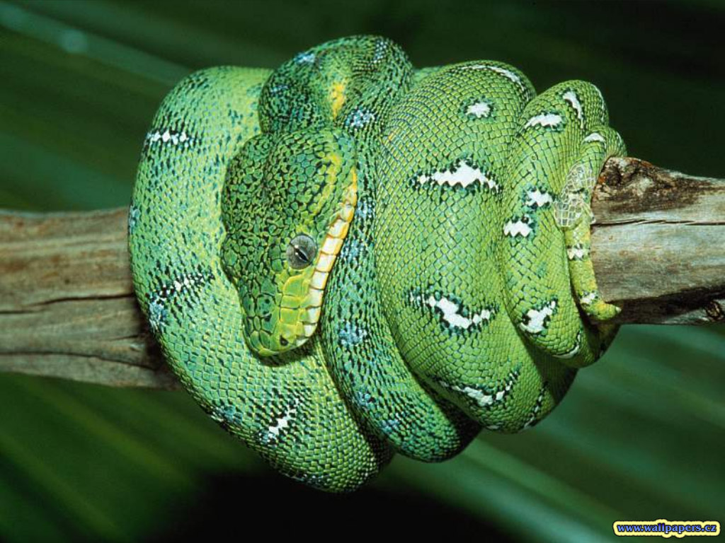 My Toroool HD Wallpaper Of Green Snake