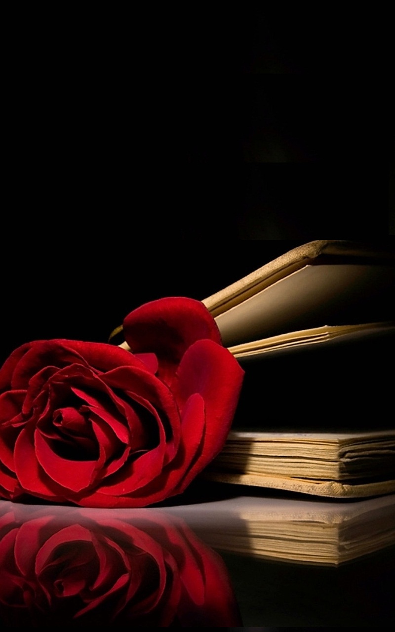 Red Rose Book Wallpaper iPhone Resolution