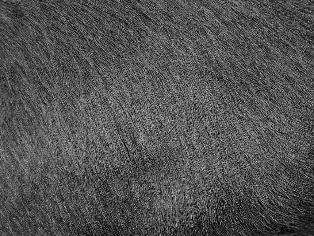 Animal Fur Picture Wallpaper