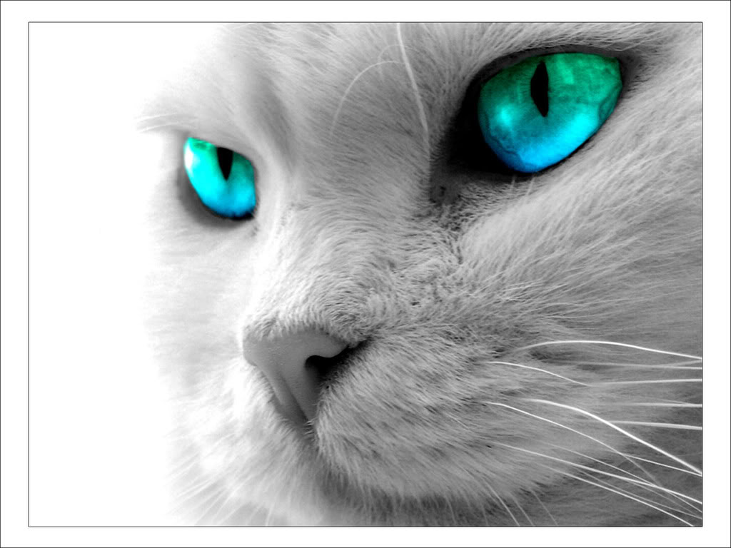 Cool Wallpapers Cat Wallpapers Background