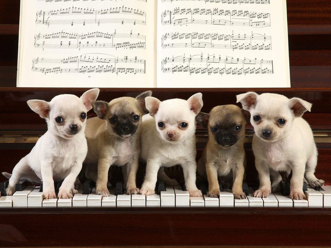 Chihuahua Concerto For Your Puter Desktop