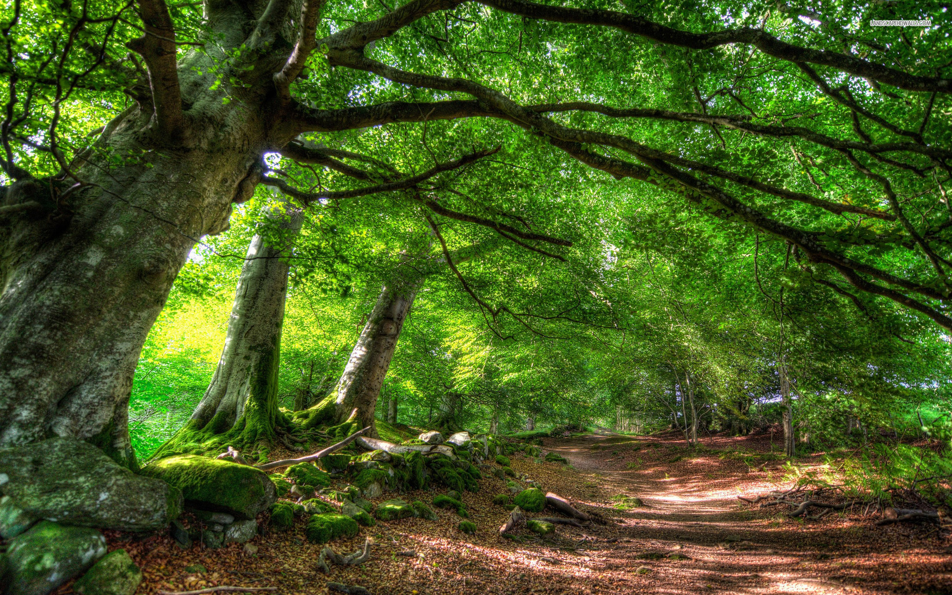 Green Forest Path Wallpaper Stock Photos