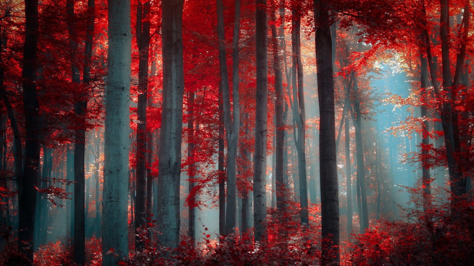 Nature Trees Red High Definition Wallpaper HD