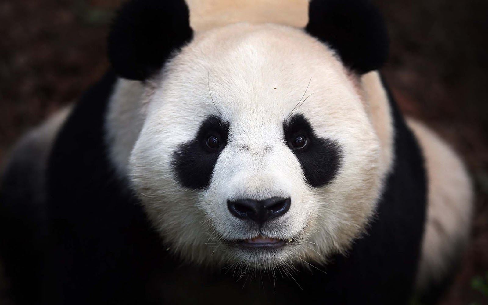 Close Up Photo Of A Panda Bear HD Animals Wallpaper