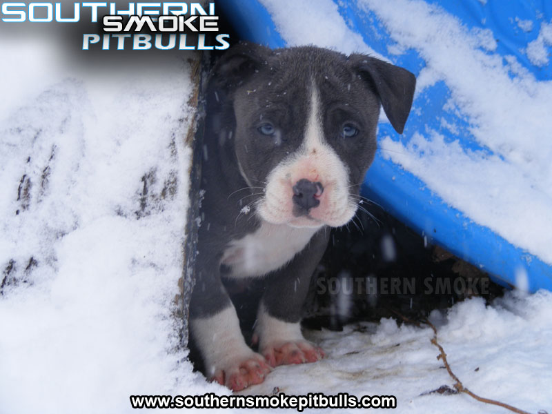Pictures Of Blue Pitbull Puppies HD Wallpaper And