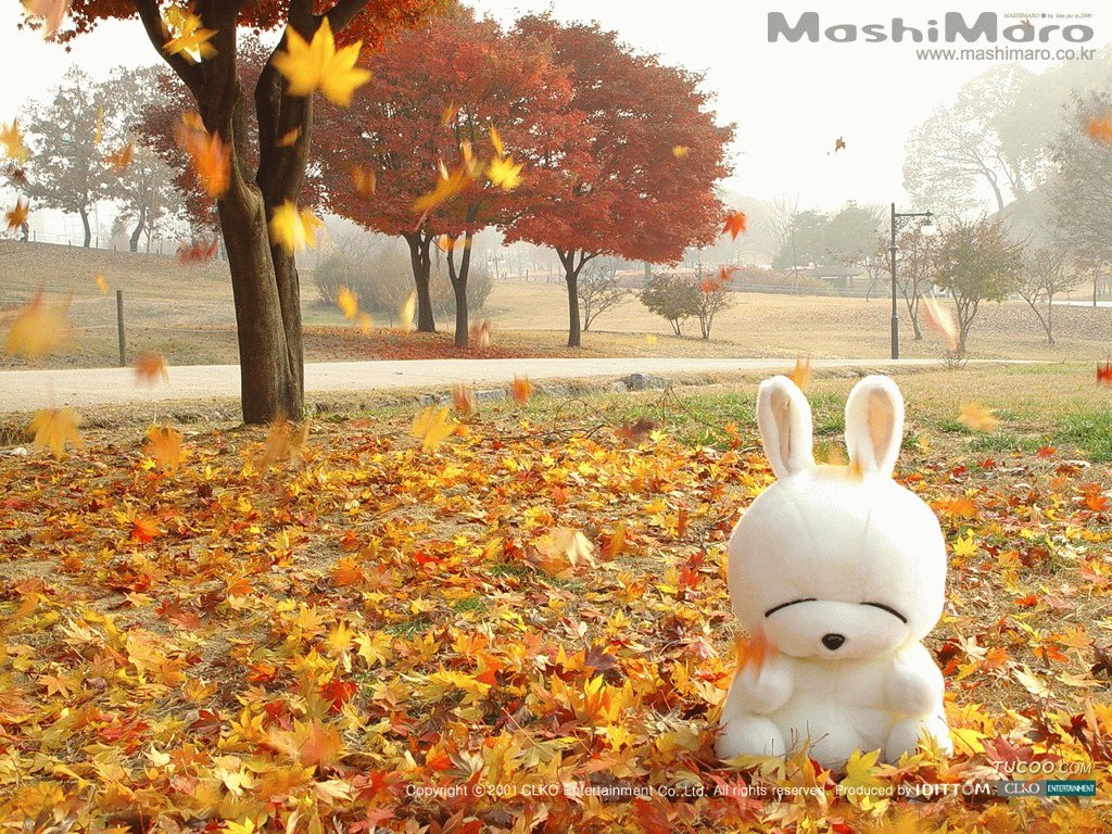 Mashimaro Korean Wallpaper12 Cool Wallpaper