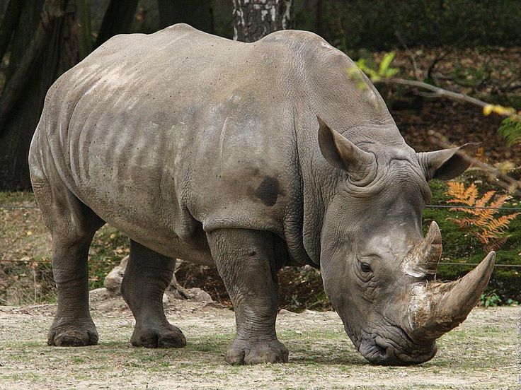 Of Endangered Animals In India Hippos Rhinos