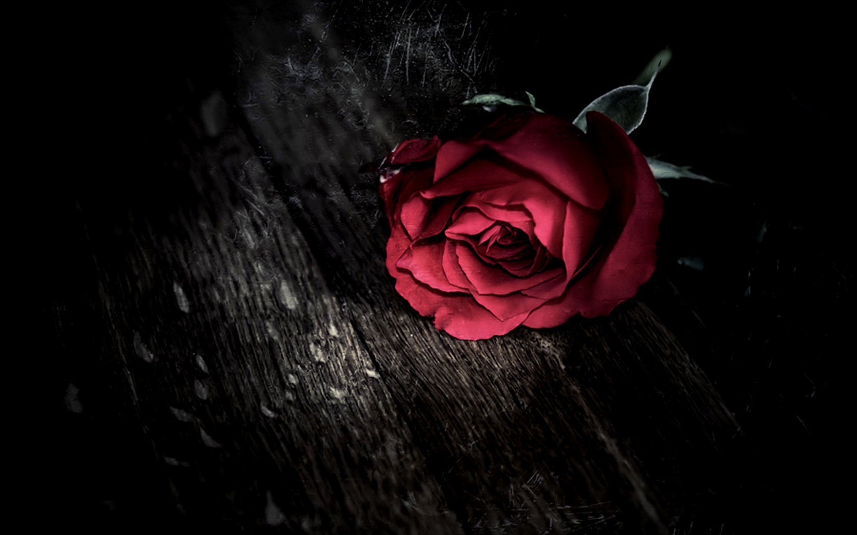Dark Gothic Holidays Valentine S Day Roses Mood Wallpaper