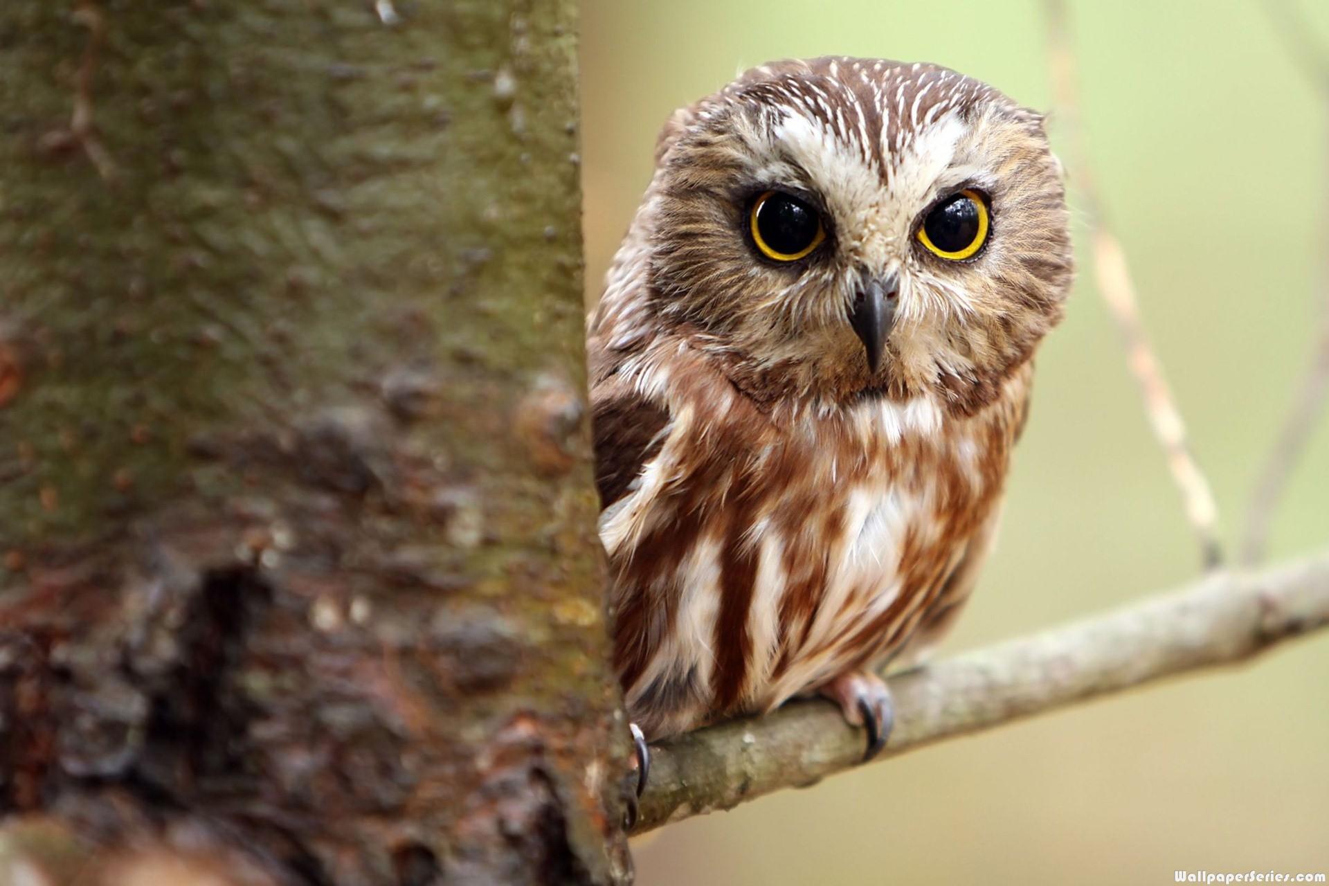 Cute Baby Owl Wallpaper Background HD