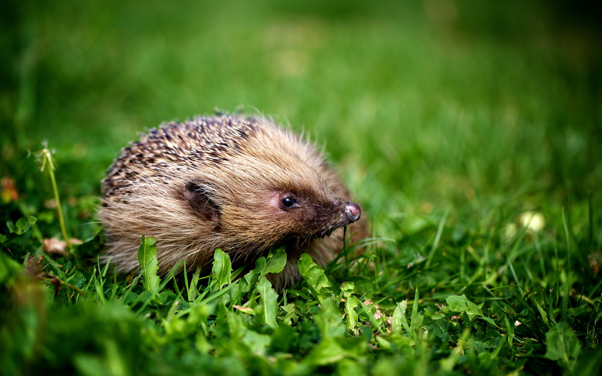 Animal   Hedgehog Wallpaper