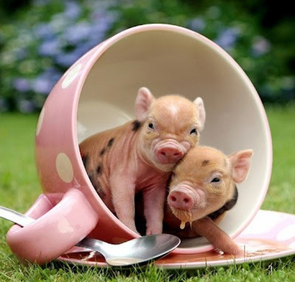 Incredibly Cute Baby Animal Pictures Around The World Abduzeedo
