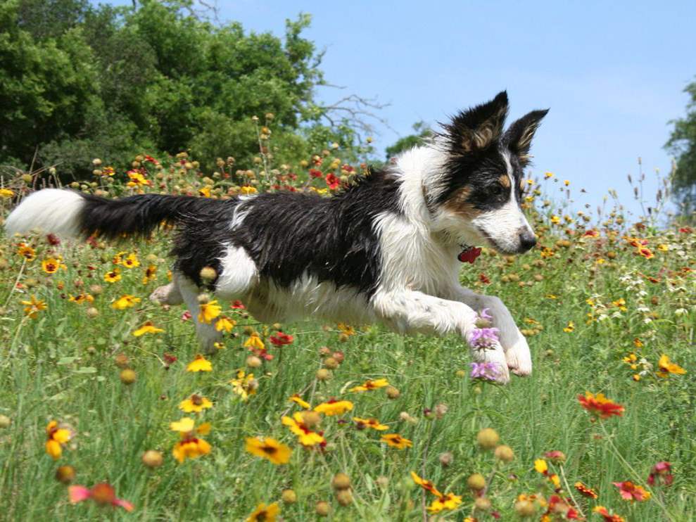 Funny Border Collie Puppy Running Through Flowers Puppies Wallpaper
