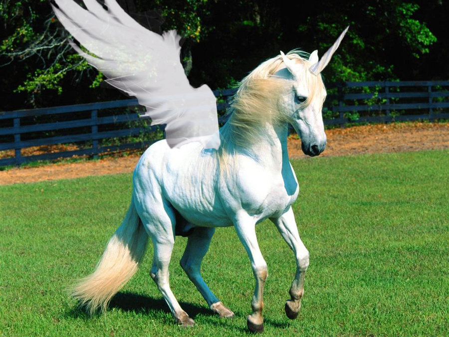 Unicorn Pegasus By Aikonekootaku