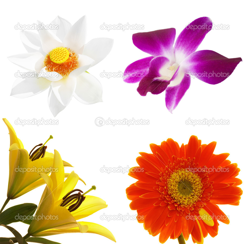 Bing Screensavers Tropical Flowers Wallpaper S
