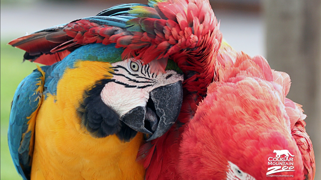 Best Friends Macaws Wallpaper HD