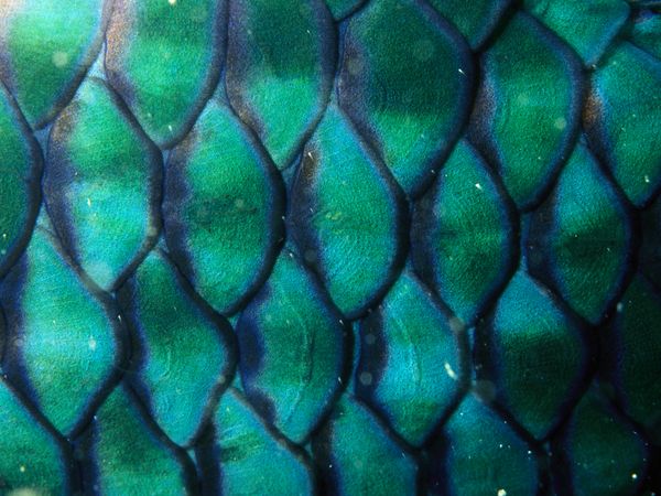 Scales And Feathers Photos Wallpaper