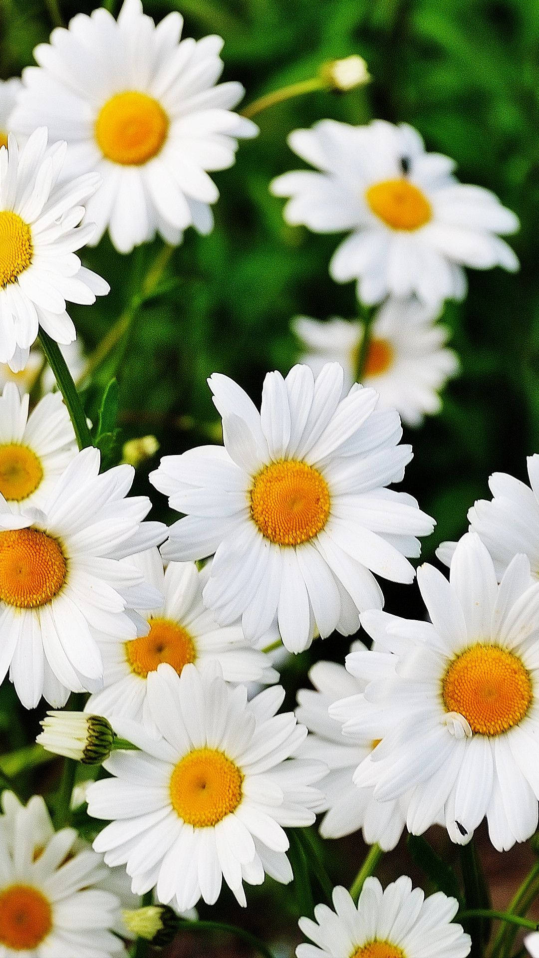Flower Phone Wallpaper