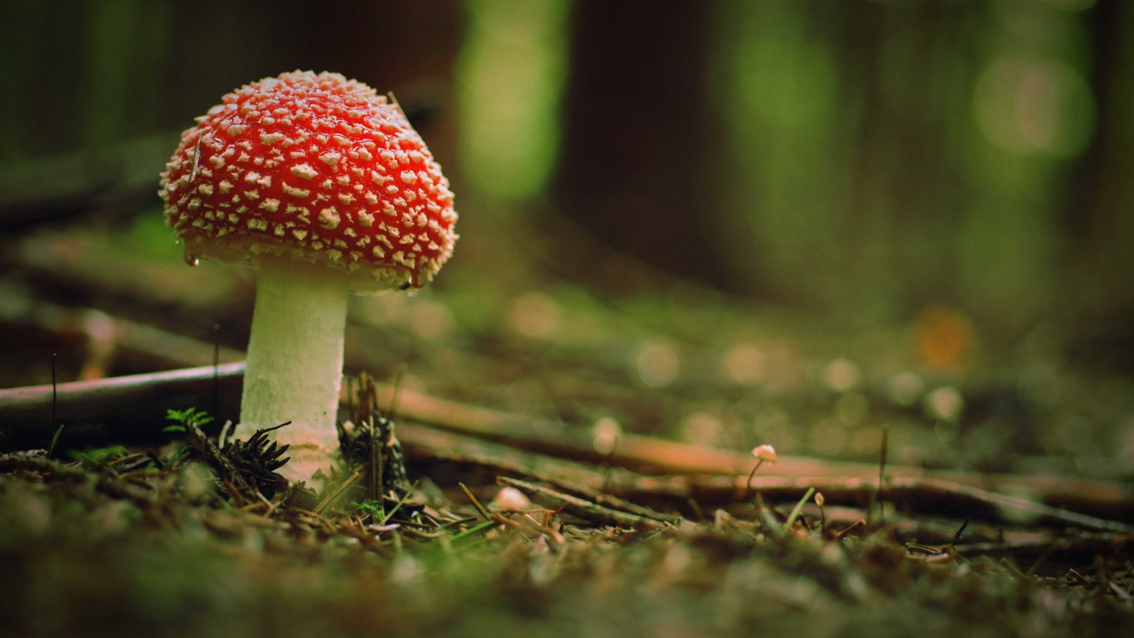 Download Wallpaper 3840x2160 Beautiful poison mushroom in the woods