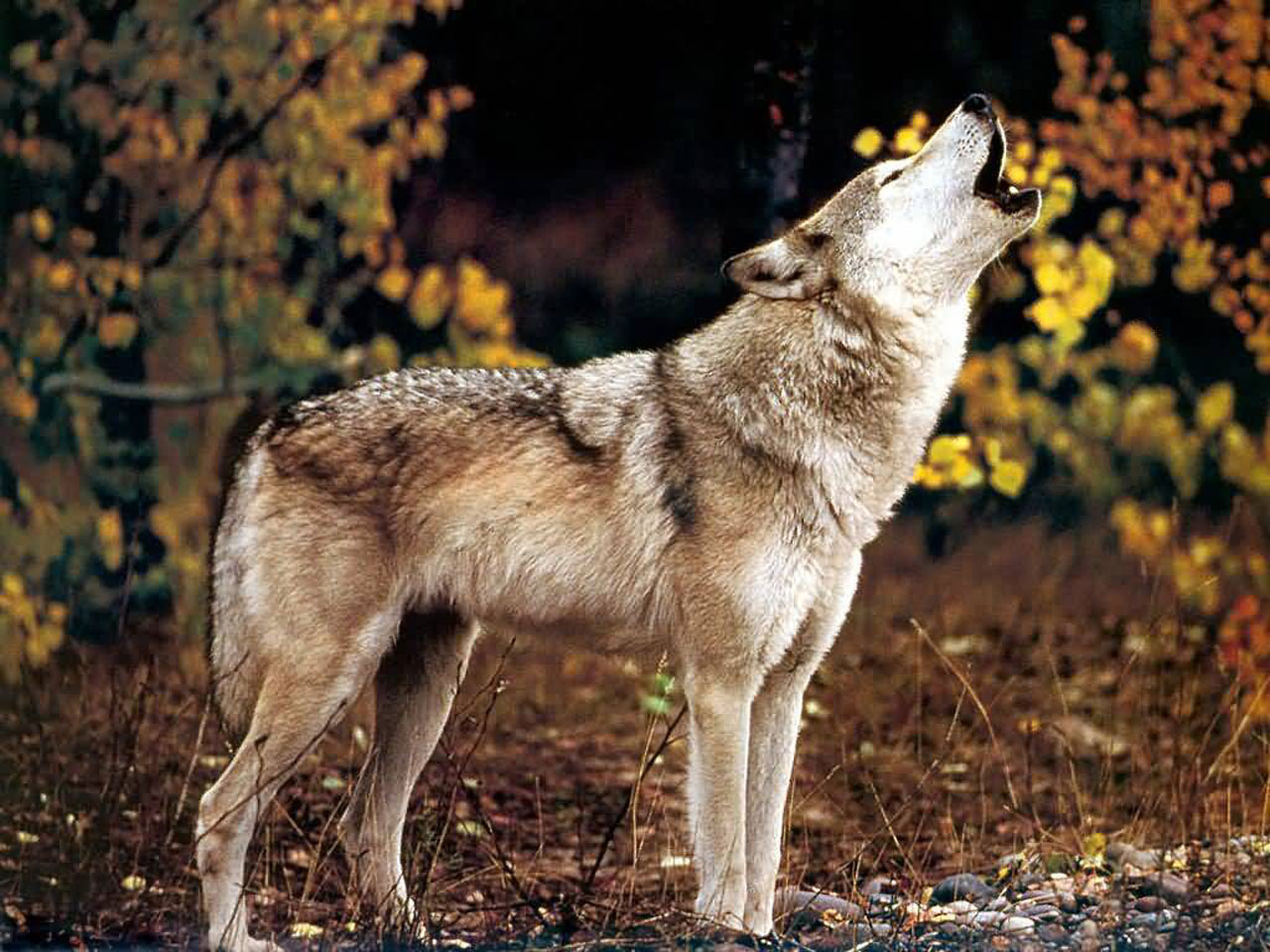 Wallpaper Howling Wolf