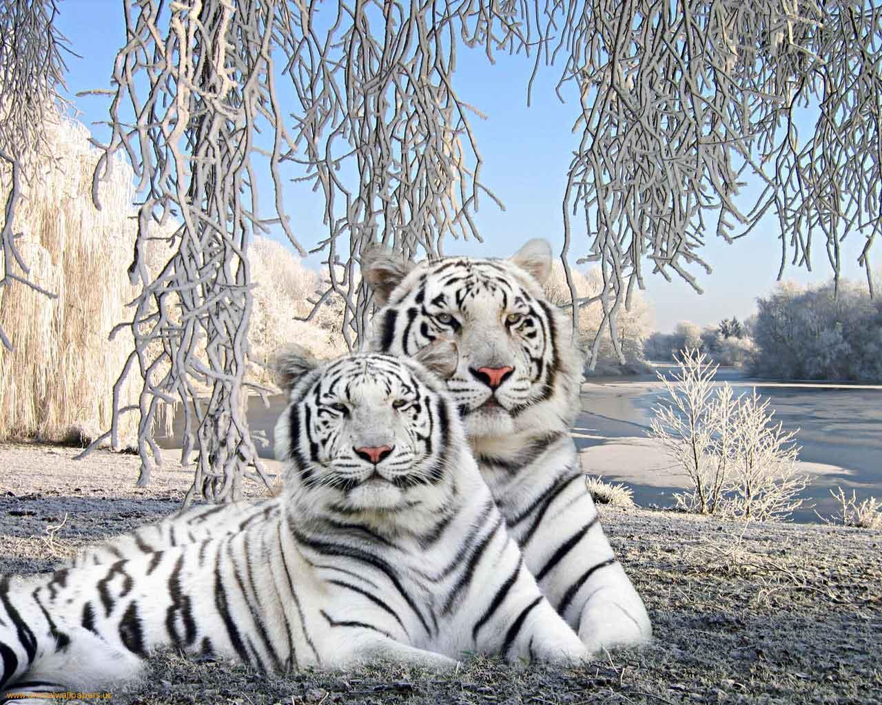 White Tiger Wallpaper Widescreen