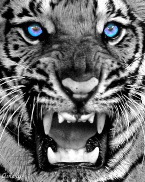 Eyestiger tigers tiger picture bengal tiger tiger pictures white