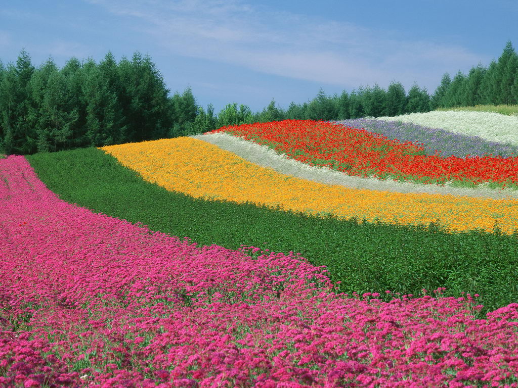 Most Beautiful Flower Wallpaper World