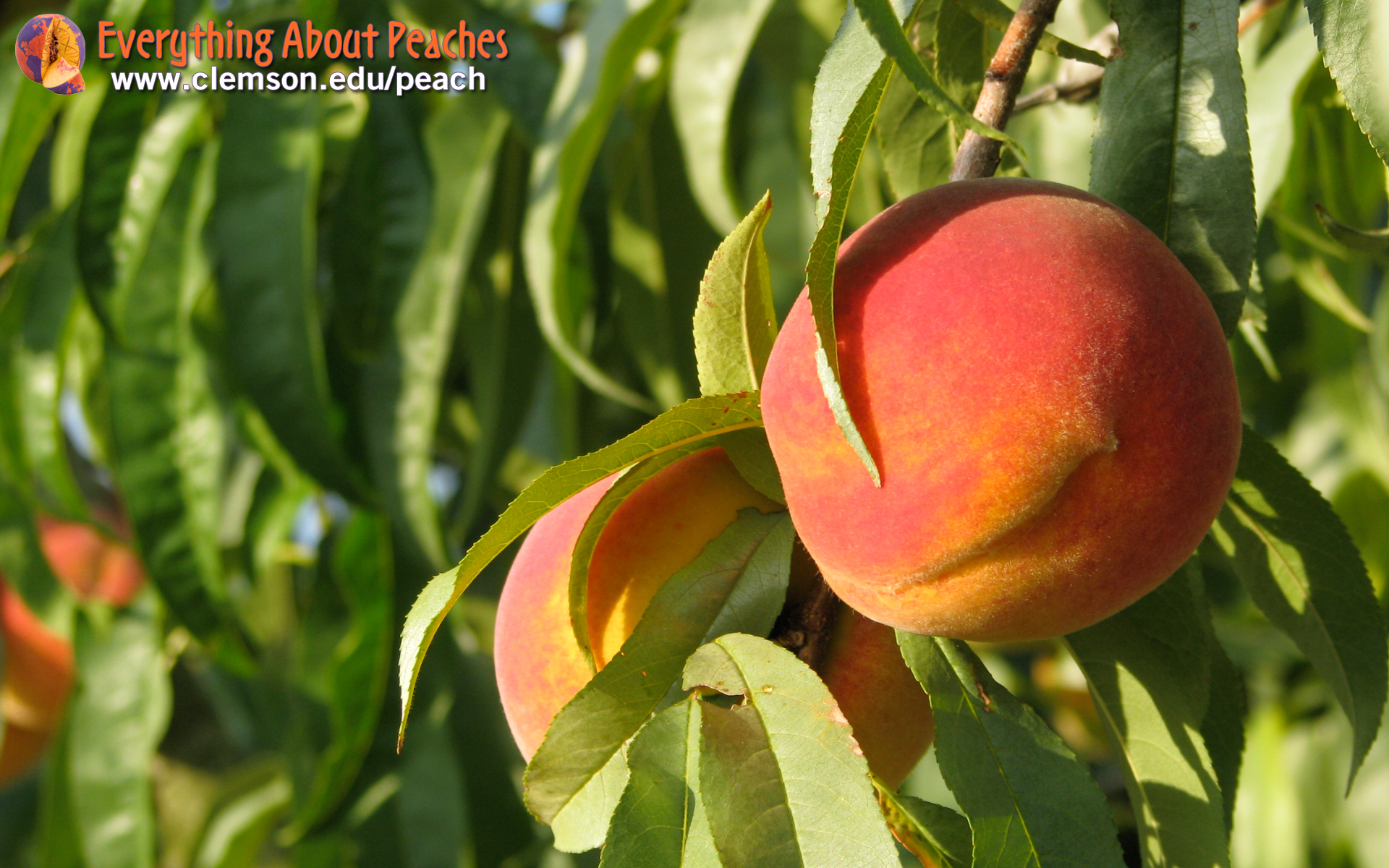 Everything About Peaches Wallpaper S