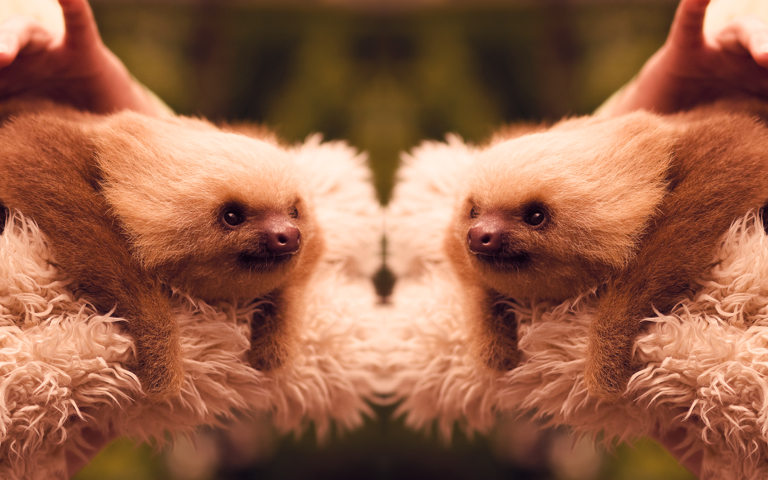 sloth desktop wallpaper hd