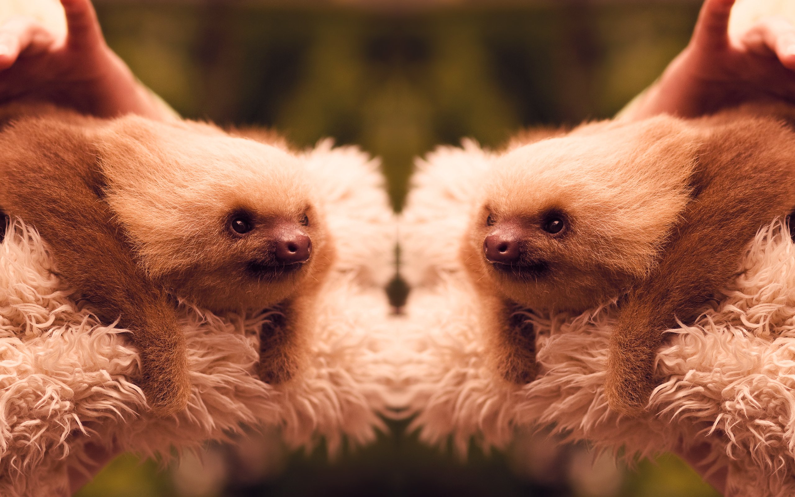 cute sloths wallpaper