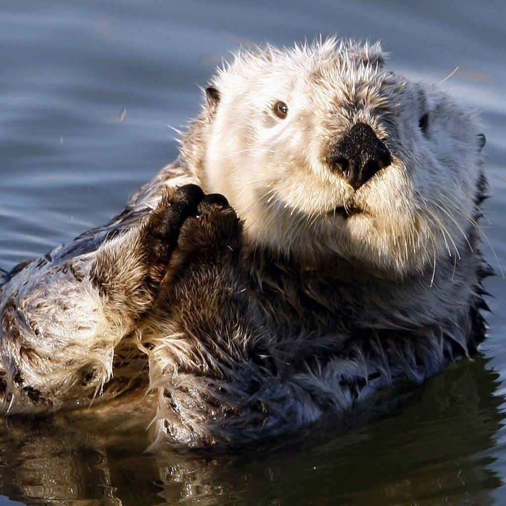 Sea Otter Wallpaper For Your Desktop