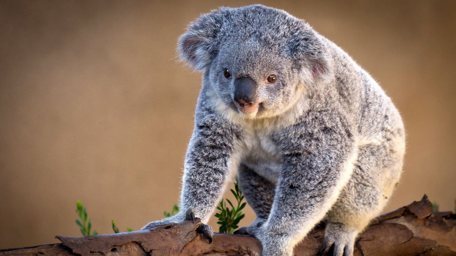 Koala Bear HD Wallpaper Bears Animalspicwallpaper