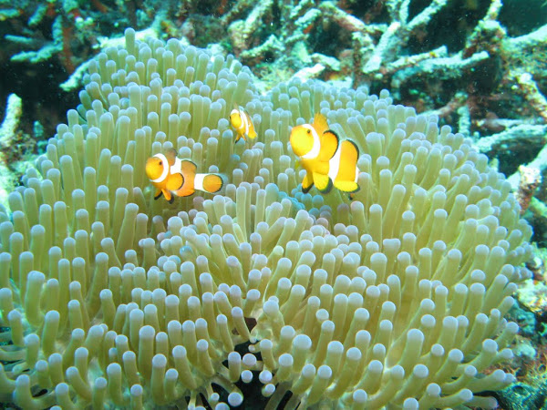 Coral Reef Wallpaper Widescreen HD Reefs