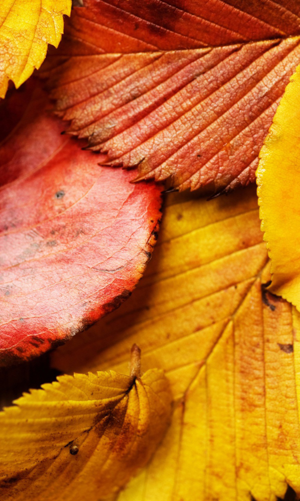 Elegant Windows Phone Autumn Wallpapers All About Natural Beauty