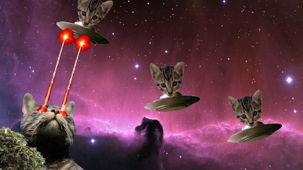 Cat with Space Lasers Me Space Center in 2019Cats
