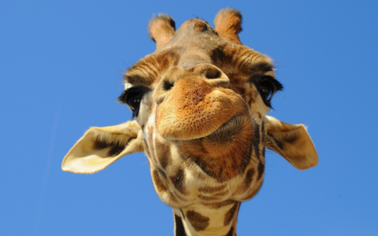 Prachtige Close Up Foto Van De Kop Een Giraffe