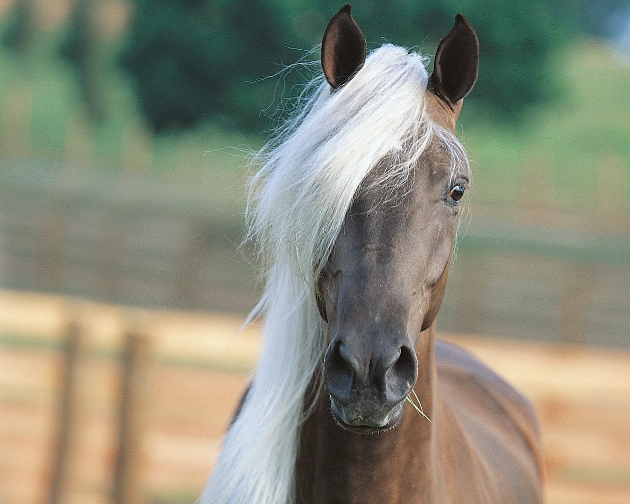 Horse Puter Wallpaper Arabian White