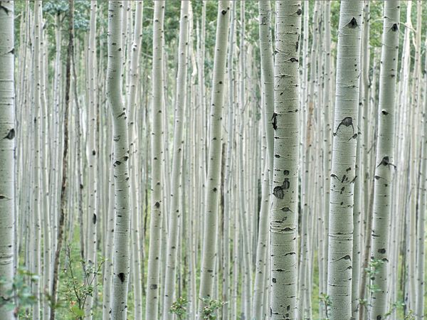 Nothing Found For Image Birch Tree Wallpaper