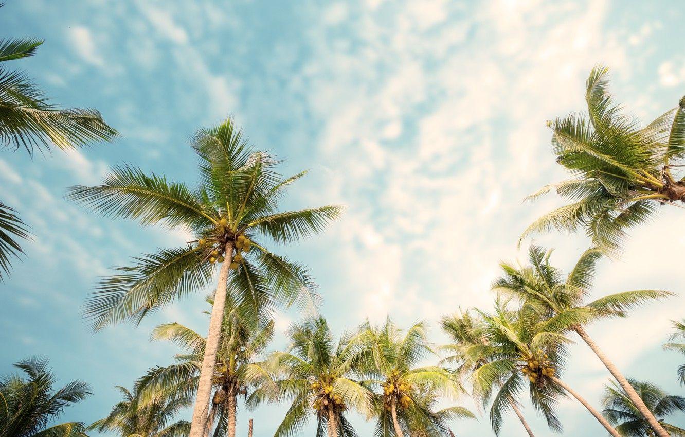 Summer Palm Trees Wallpaper