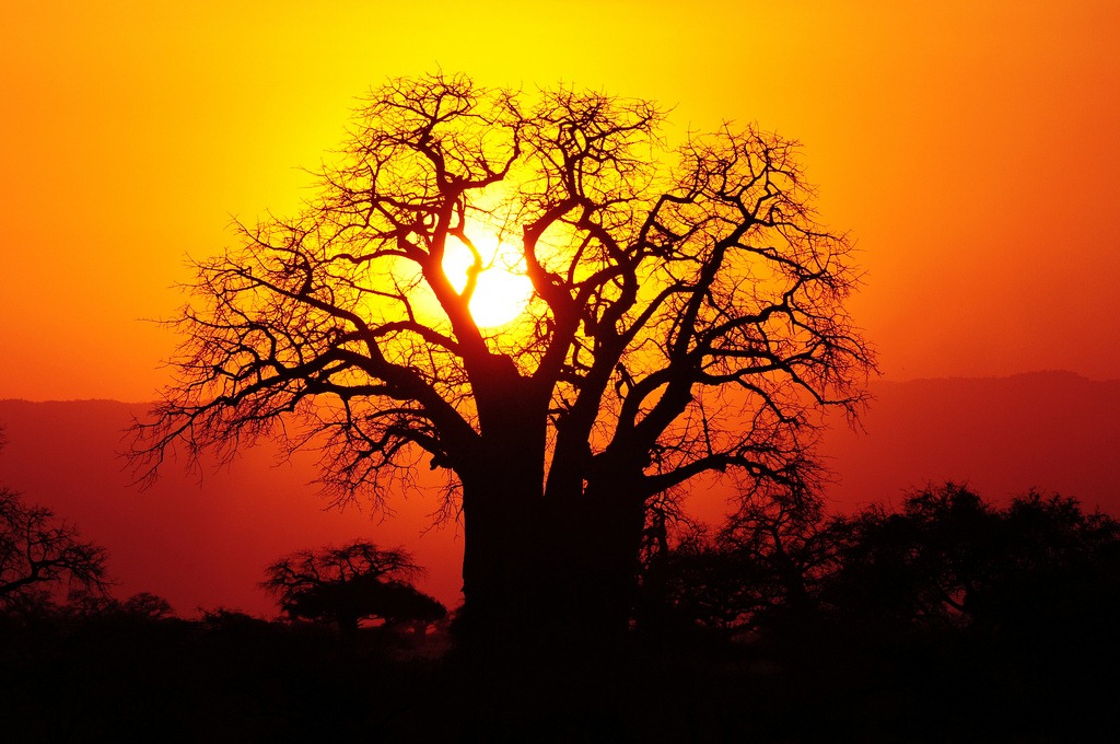 Wallpaper Desktop Africa Tanzania Baobab Tree