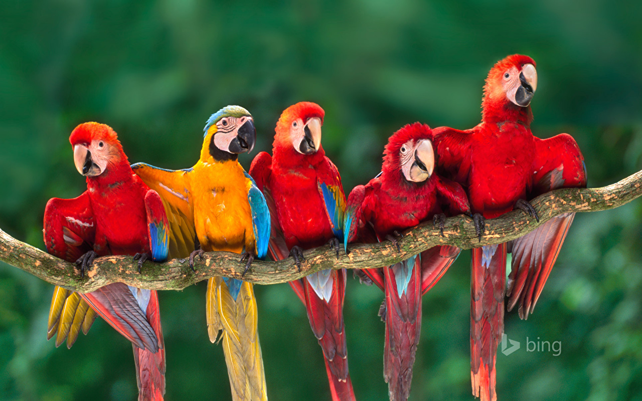 Photos Ara Genus Birds Parrots Bing Branches Animals