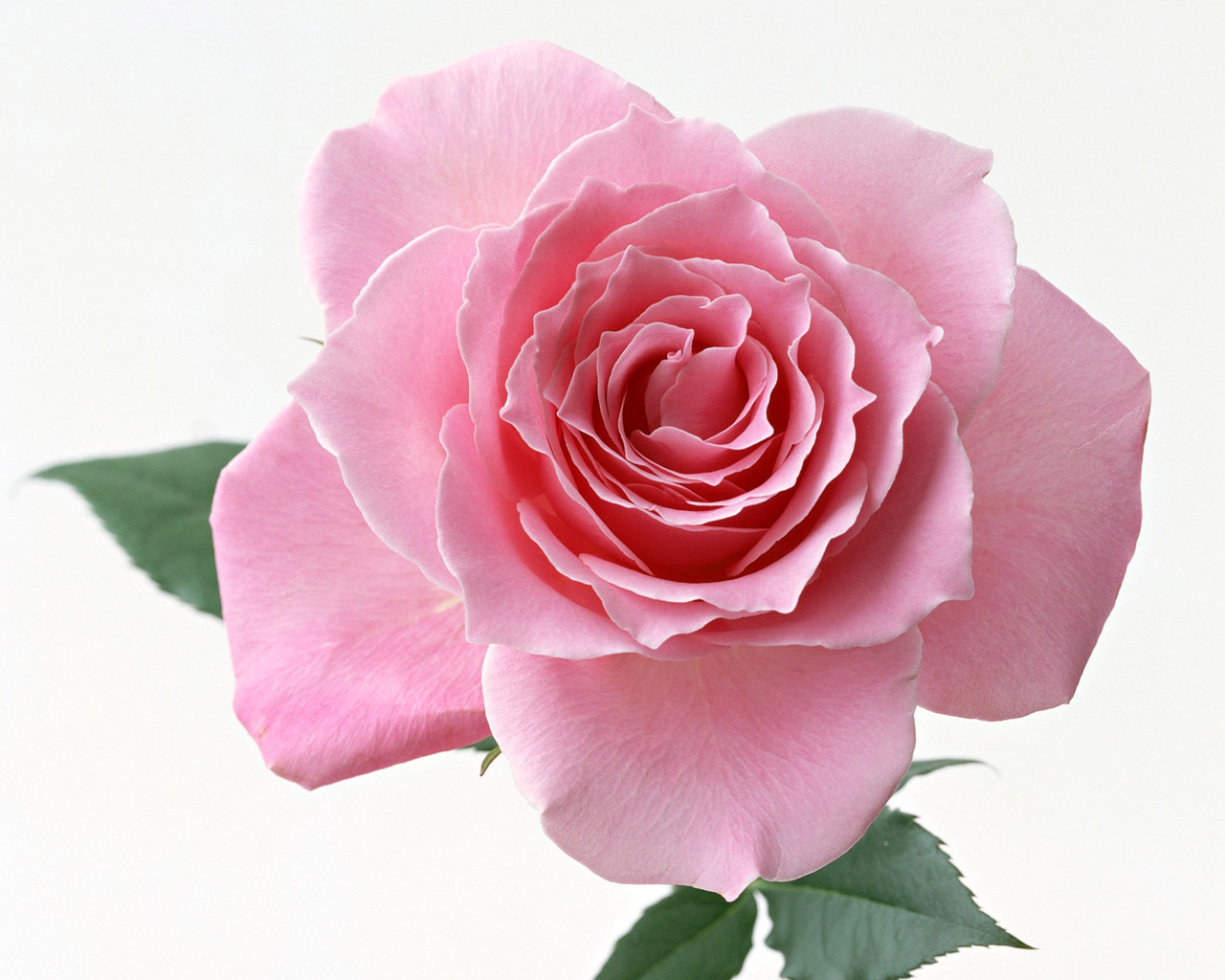 Vẽ hoa hồng xanh đẹp như mơ là một trải nghiệm tuyệt vời cho những ai yêu thích nghệ thuật. Hình ảnh của những bông hoa hồng xanh sẽ chinh phục trái tim bạn với sự tươi mới và độc đáo. Hãy dành thời gian để chiêm ngưỡng một tác phẩm nghệ thuật đầy mê hoặc và thưởng thức sắc màu tinh tế của vẽ hoa hồng xanh.