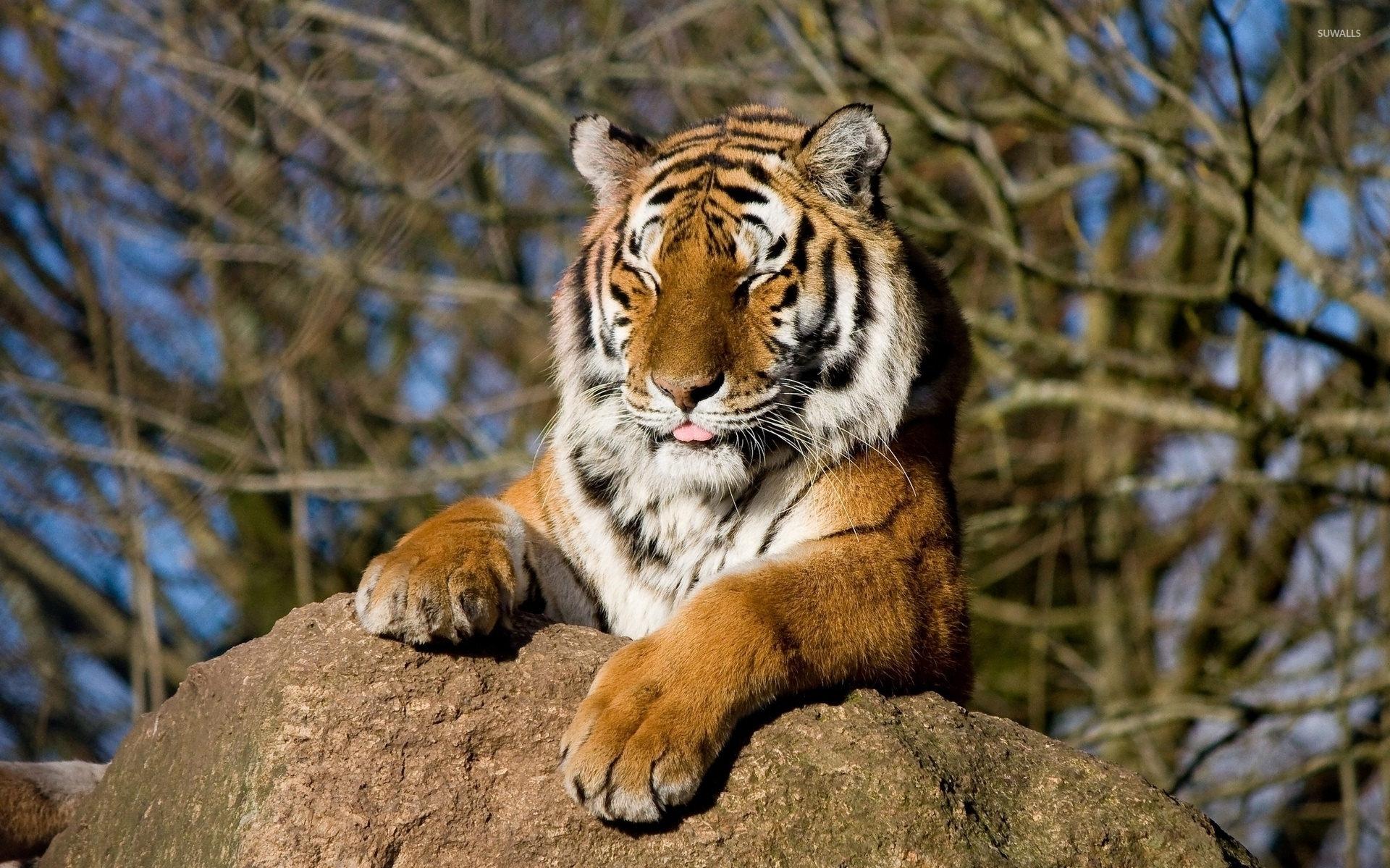 Funny Tiger Sticking Its Tongue Out Petsies