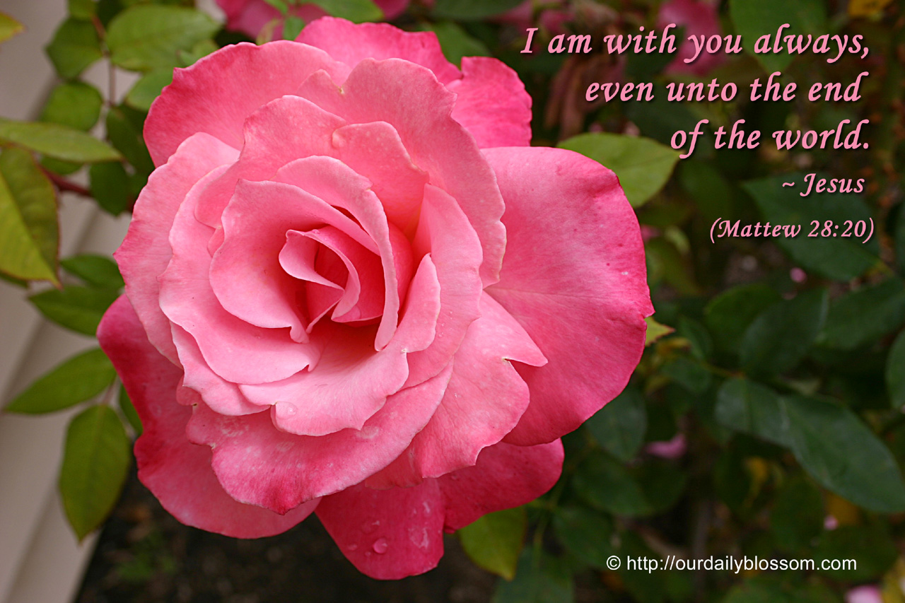 Bible Verse Matthew Our Daily Blossom