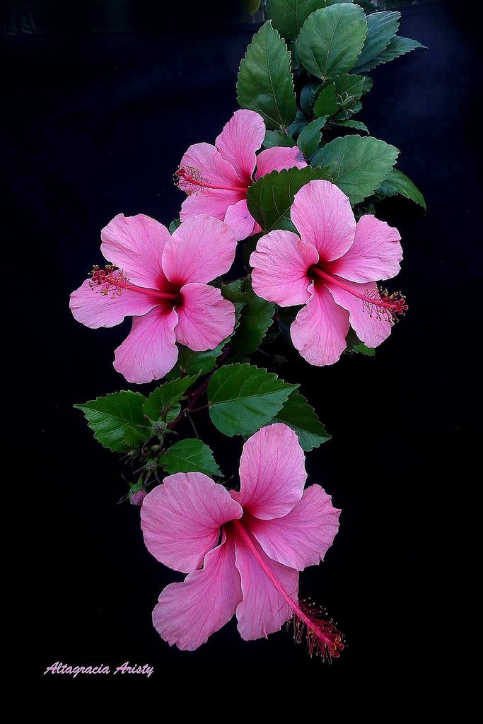 Bd21434c15886d4ef1859a0574e24a36 Hibiscus Google Wallpaper